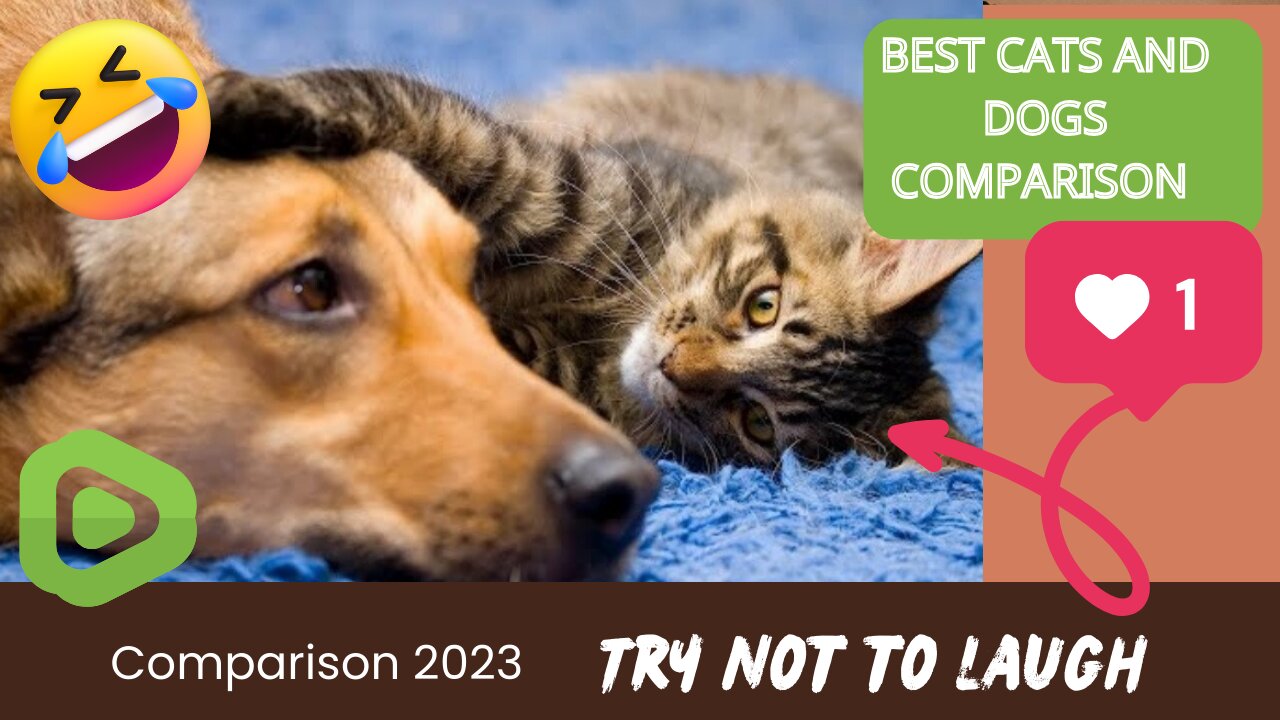 BEST CATS AND DOGS COMPARISON 2023