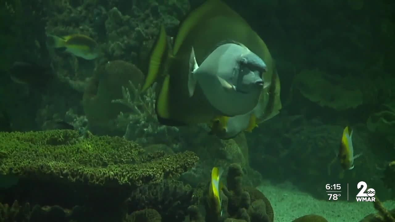 As National Aquarium turns 40, a look back at its conservation journey