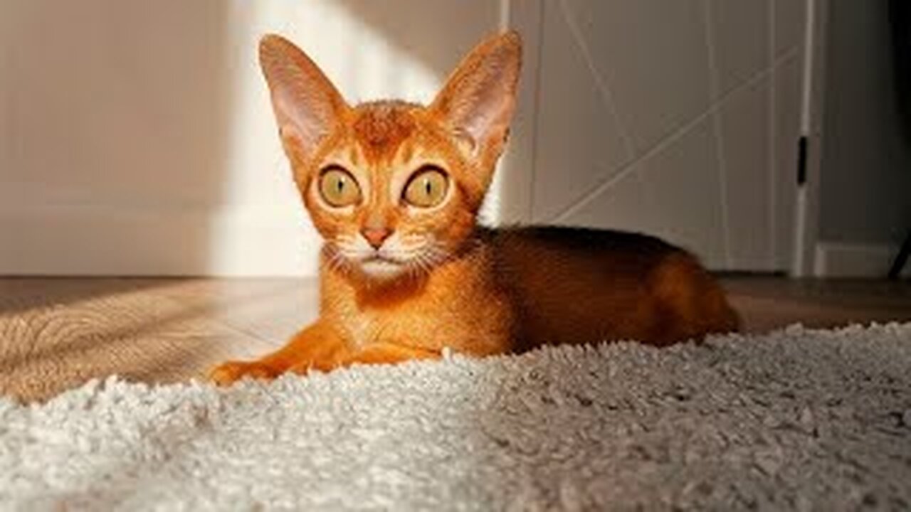 FUNNY CATS 2023 & OTHER ANIMALS / 10 MINUTES OF LAUGHTER