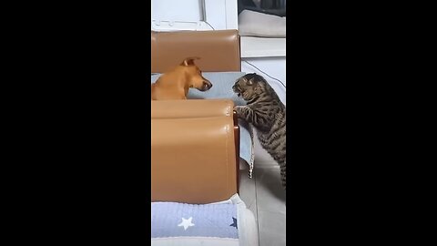 cat and dog fight