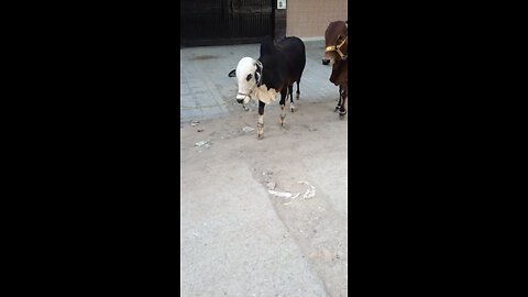 Bakra eid in pakistan