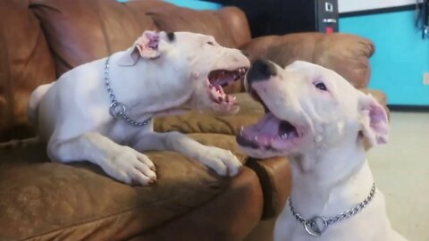 2 Dogo Argentino Puppies First 2 Weeks of Socialization within a Pure/Mixed Breed Pack [GUWD#7]