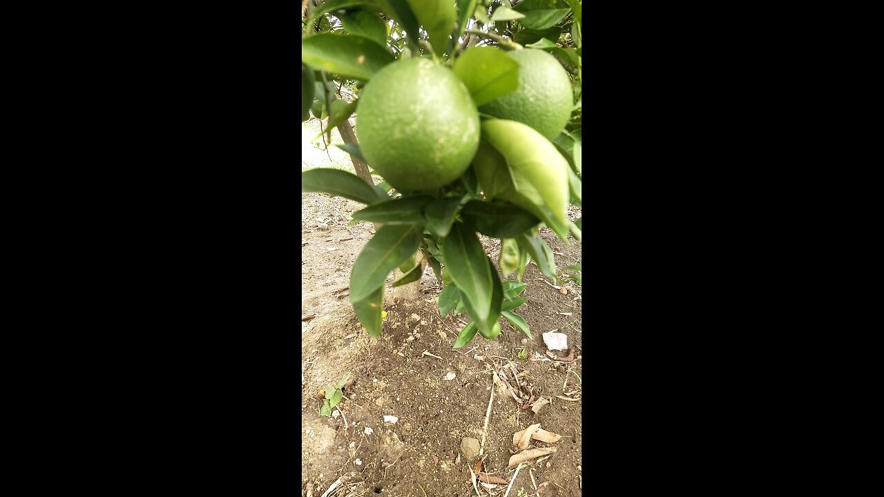 Mosambi