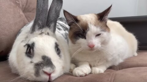 The First Meeting of a Cat and a Rabbit