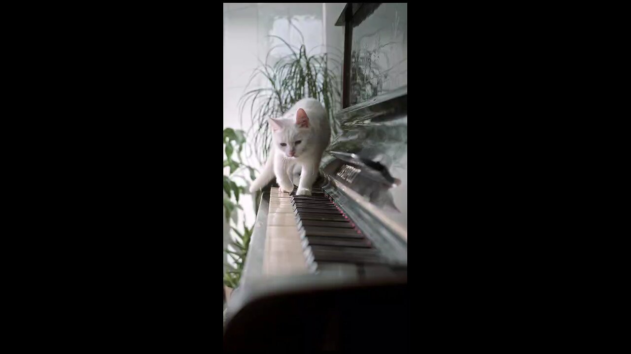 Cat playing the piano