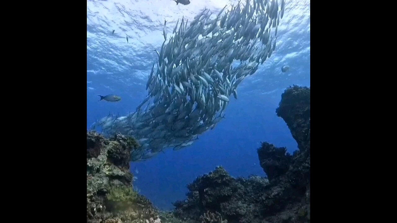 Blue ocean