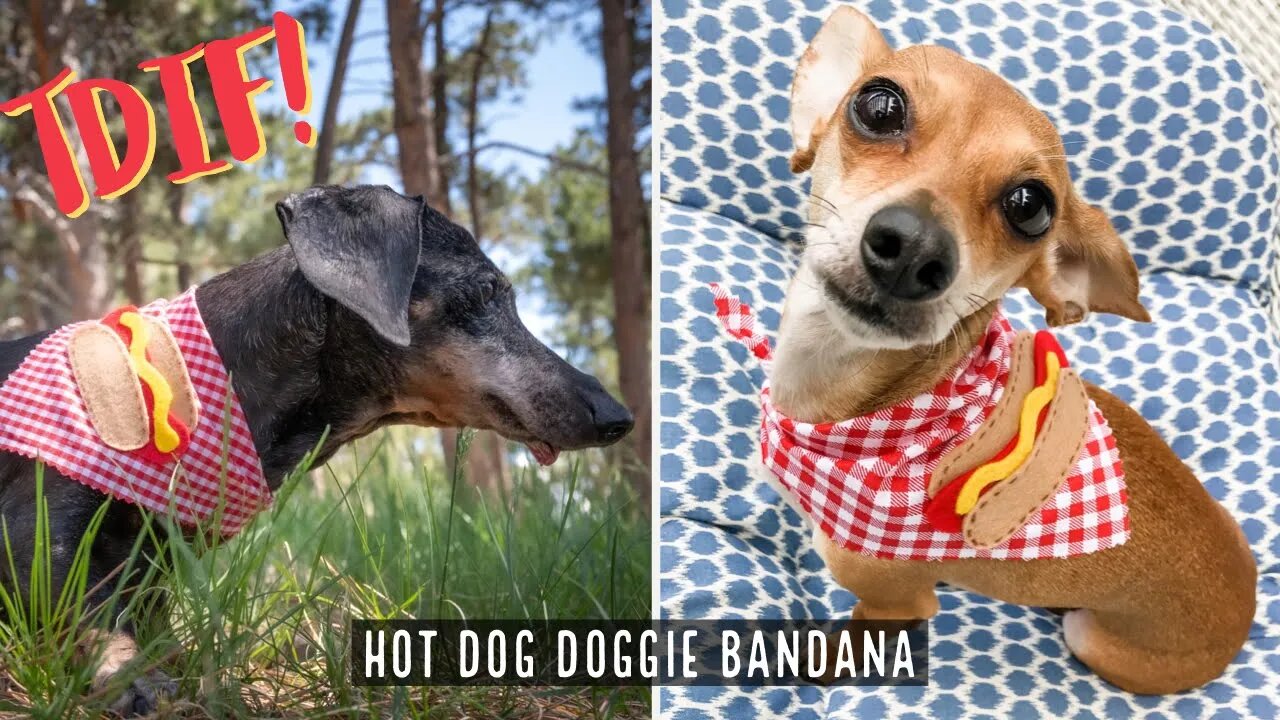 TDIF! Easy to make Hot Dog Doggie Bandana