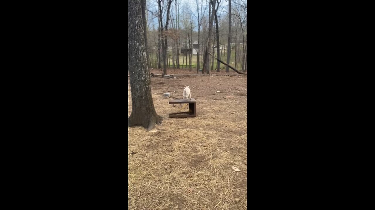 Baby goat chasing chickens