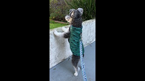 Schnauzer on Patrol