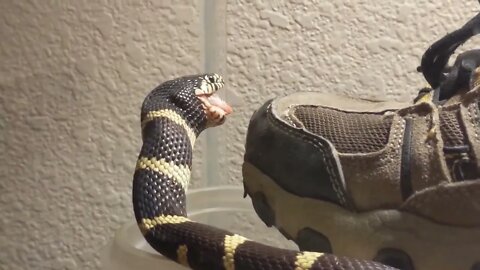 Columbine - the California King Snake July 5th Feeding of Mouse