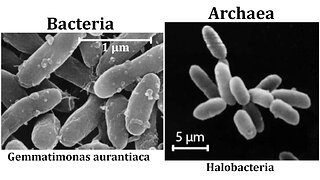 Biological Diversity: Bacteria, Archaea, and Eutrophication