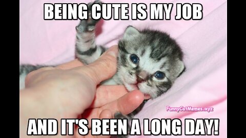 Kitten funny moment