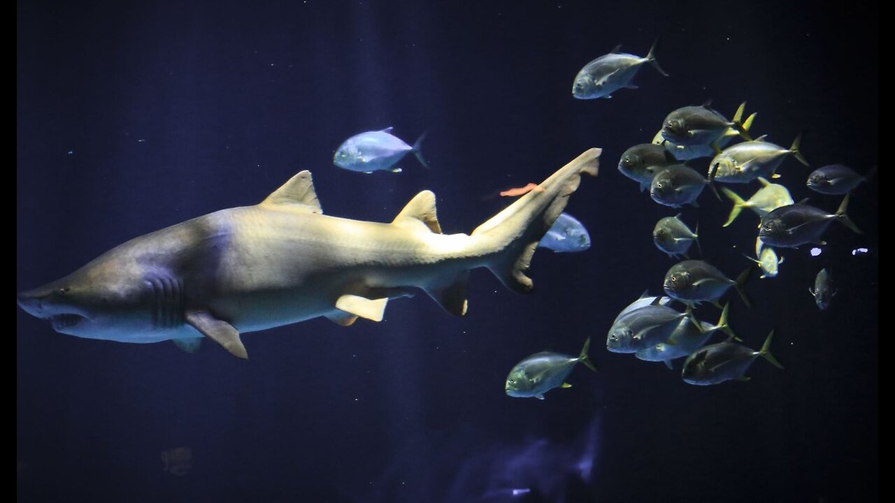 Nature Gets Weird: Now, It's Cocaine Sharks