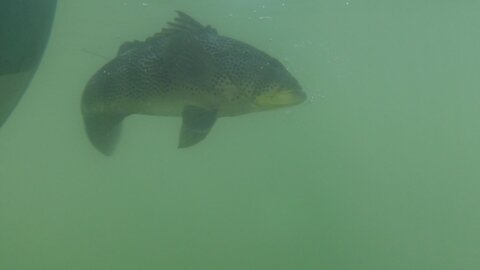 GOOD FRIDAY SPOTTED BAY BASS FISHING (2 LEGALS)