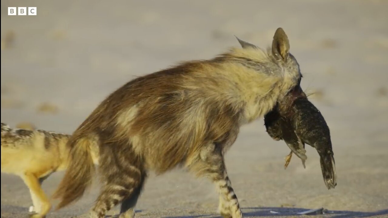 Jackal vs Hyena : Food Fight | BBC Earth