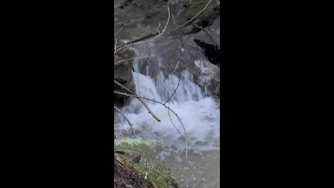 Fall at the Creek