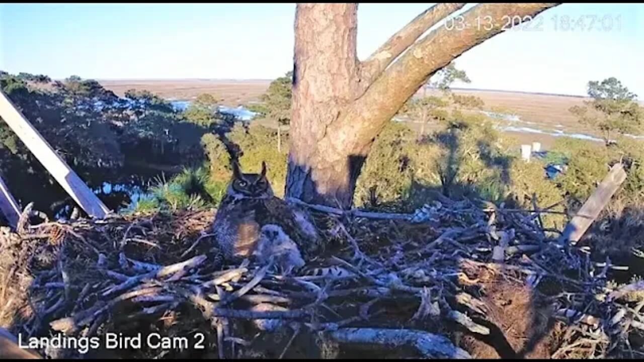 Mom Follows Osprey Circling Nest-Cam Two 🦉 3/13/22 18:46