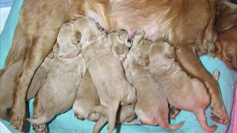 Chunky 3 week old Golden Retriever puppies eating lunch