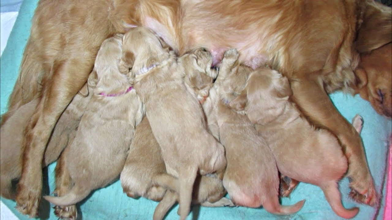 Chunky 3 week old Golden Retriever puppies eating lunch