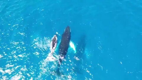 A pod of whales swimming in the waters around Necker