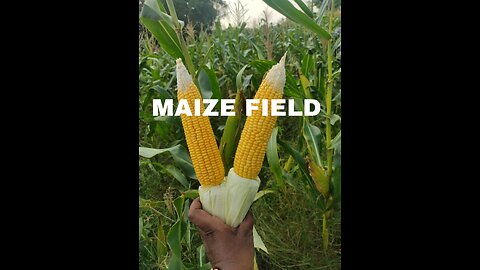 MAIZE field