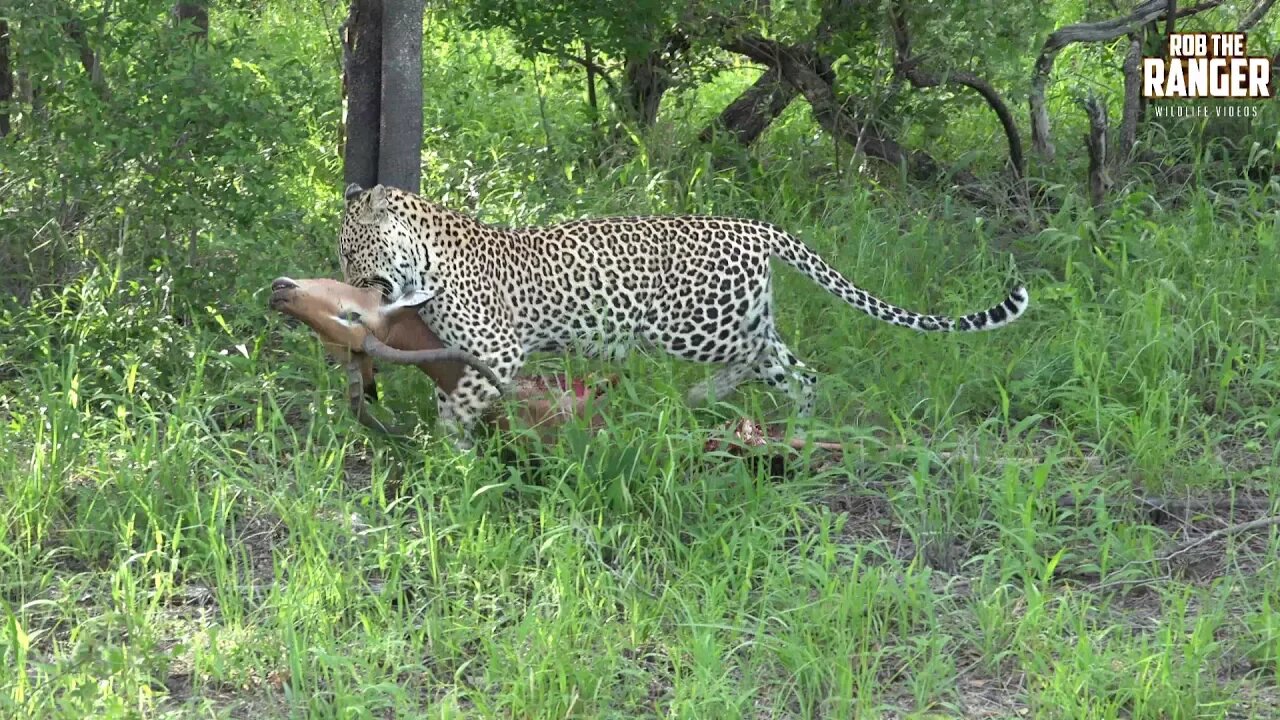 Female Leopard Hoists Her Meal Into A Tree