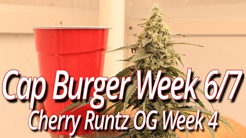 Cap Burger Weeks 6/7, Blackdog LED Full Garden Update