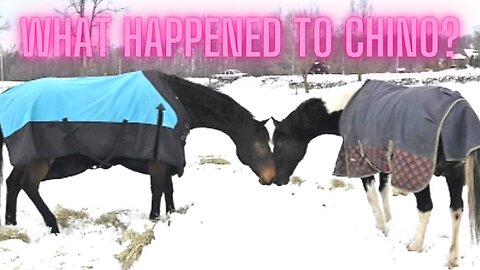 This Is Why We Haven't Been Showing Chino In Our Videos!
