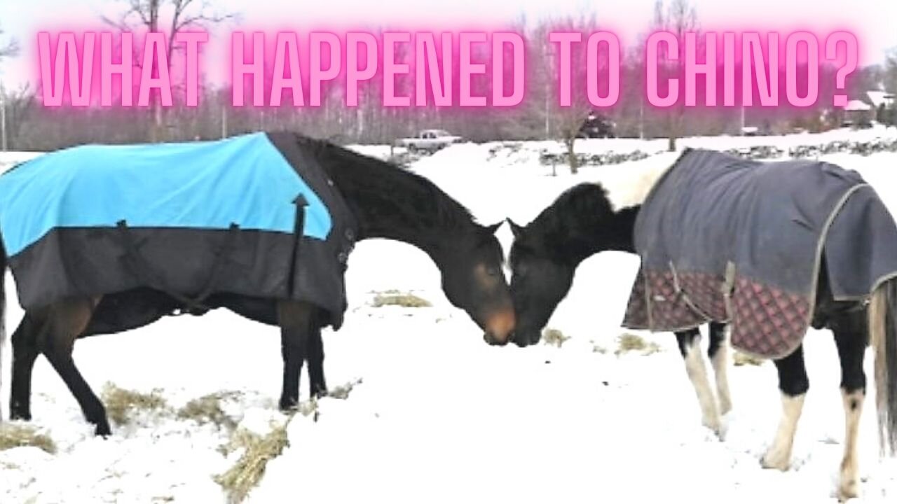 This Is Why We Haven't Been Showing Chino In Our Videos!