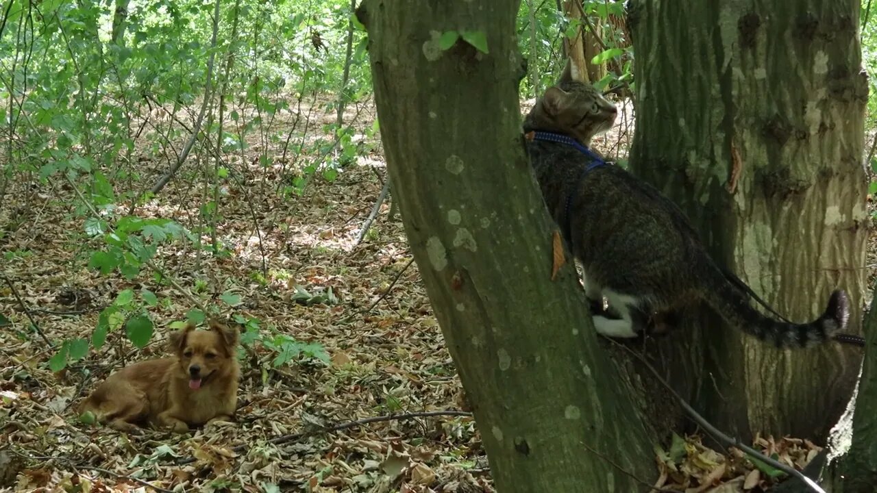 Funny Cat Watches a Puppy