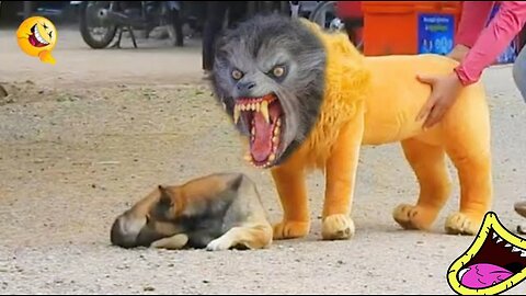 Troll prank dog funny & fake lion and fake tiger prank to dog