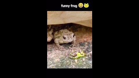 Frogs try to eat everything