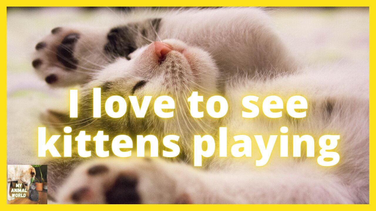 Kittens Playing
