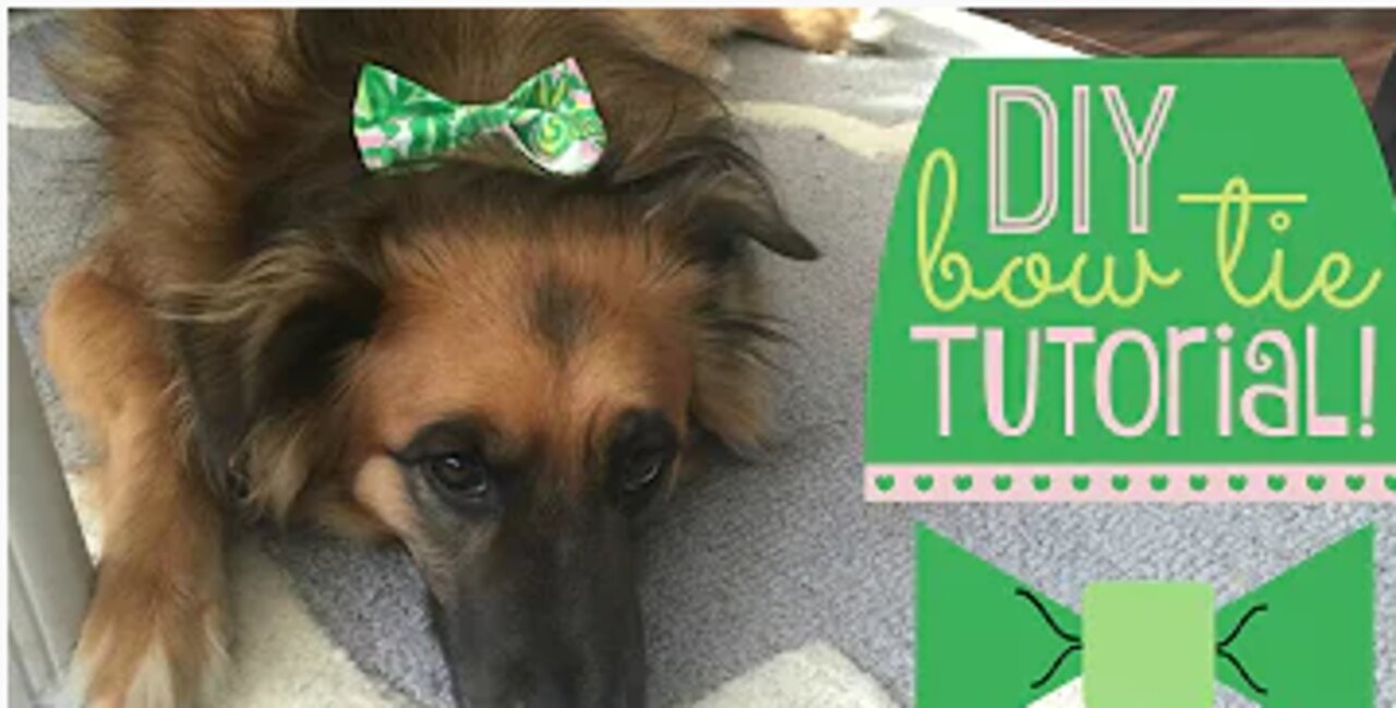 DIY Dog Bow Tie Tutorial