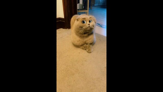 FUNNY CAT VIDEOS