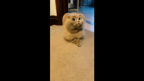 FUNNY CAT VIDEOS