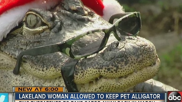 Lakeland woman allowed to keep pet alligator