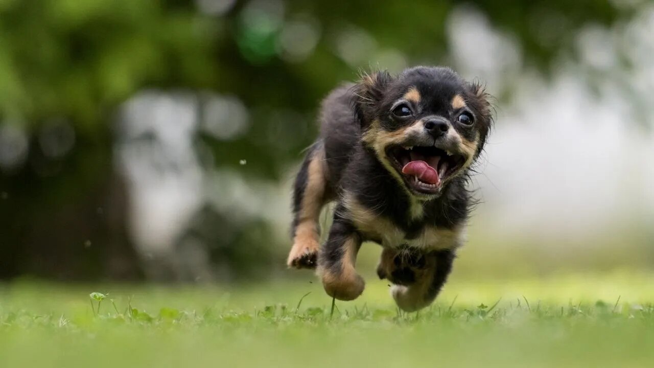 Cute Funny Dogs Doing Funny Things!