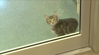 Naples Humane Society helping domestic animals after Hurricane Ian