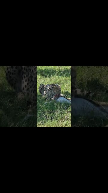 Maasai Mara Sightings Today 03/03/22 (Lions, Cheetah, Hyena, etc) | Zebra Plains | #shorts