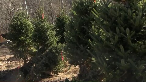 North Carolina's Christmas trees impacted by Hurricane Helene