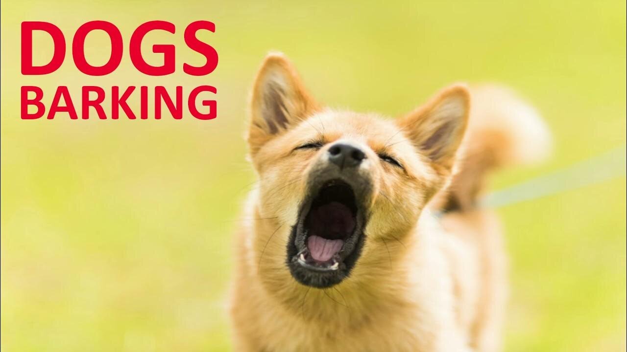 Top 10 dog barking videos compilation. Funny dogs