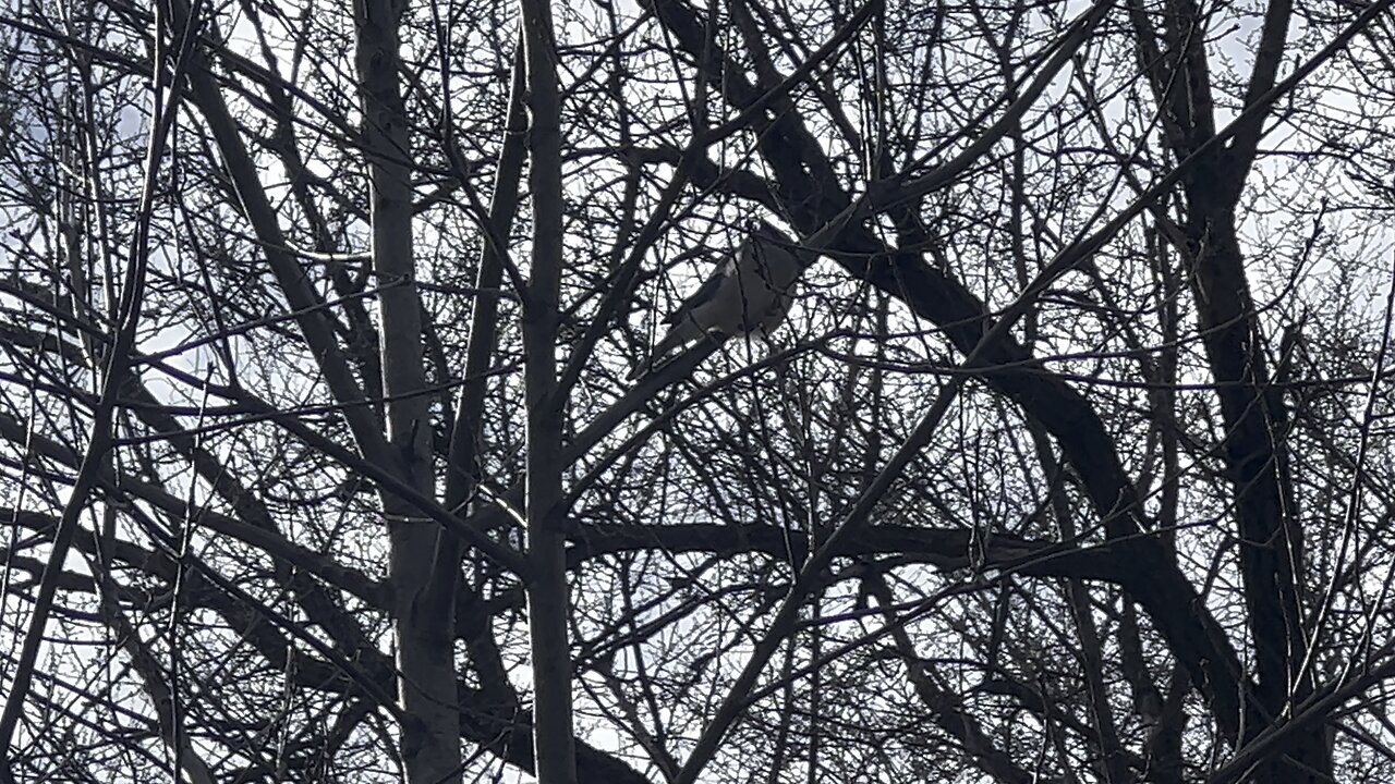 Blue Jay back at James Gardens Toronto