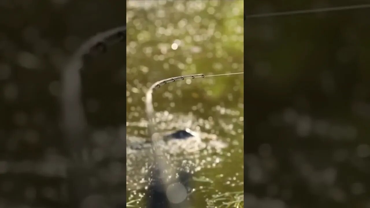 fish on