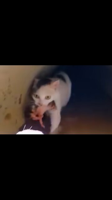 The mom rescue Kitten Saved After Being Stuck In Drainage flooded pipe