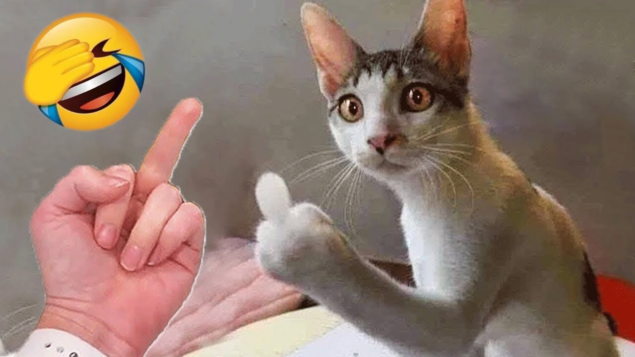 Funniest Cats and Dogs πΆπ± | Funny Animal Videos
