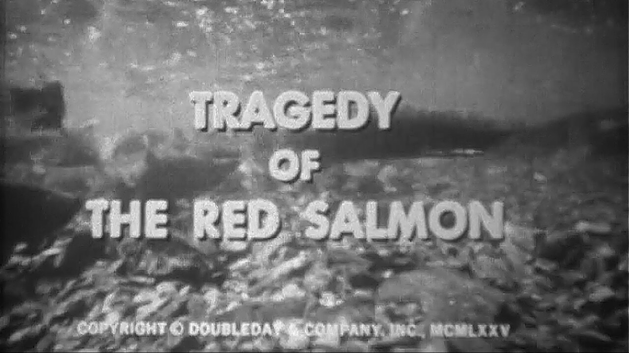 The Tragedy of the Red Salmon (HD)