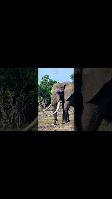 Ivory #shorts #ShortsAfrica | HolidaysWithShorts