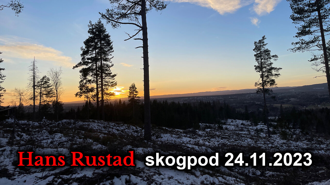 Skogpod 24. november 2023