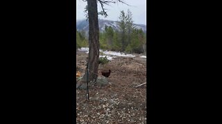 Pedro in the mountains